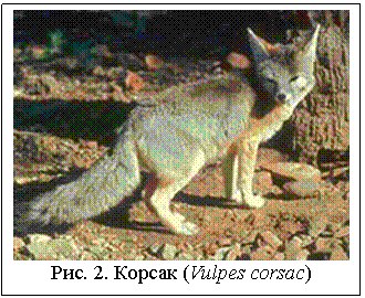 : 
. 2.  (Vulpes corsac)
