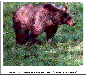 : 
. 3.   (Ursus arctos)
