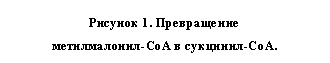 Подпись: Рисунок 8. Превращение
метилмалонил-СоА в сукцинил-СоА.