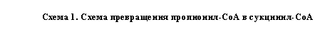 Подпись: Схема 5. Схема превращения пропионил-СоА в сукцинил-СоА
