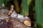 лунка серебристая (Phalera bucephala )