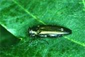    (Agrilus biguttatus)
