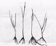 ��������: �������