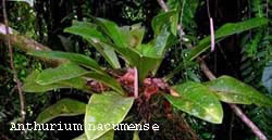 Anthurium nacumense