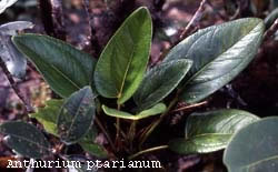 Anthurium ptarianum