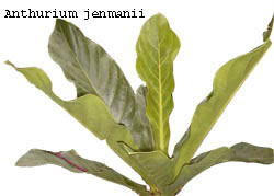  Jenmanii