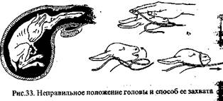 ��������: http://www.agrogalaxy.ru/content/sprav/goats/image033.jpg