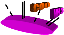 COO,NH3