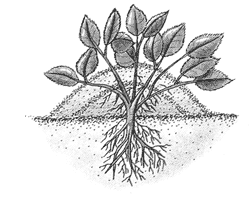 ����������� ������������� ���������