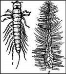 004.jpg (19747 bytes)