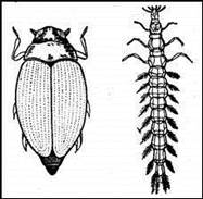 018.jpg (12098 bytes)