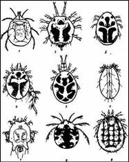 002.jpg (42080 bytes)