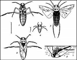 002.jpg (26908 bytes)