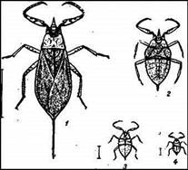 016.jpg (20015 bytes)