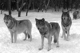 : http://www.ecosystema.ru/01welcome/articles/piskunov/011.jpg