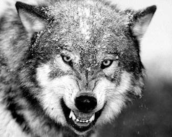 : http://www.ecosystema.ru/01welcome/articles/piskunov/015.jpg