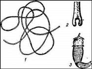 01.jpg (14267 bytes)