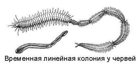  : http://bio.fizteh.ru/student/files/biology/biolections/lection11/fig11.jpg