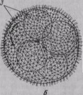  : http://dronisimo.chat.ru/homepage1/zo/shgut2.jpg