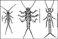 004.jpg (18903 bytes)