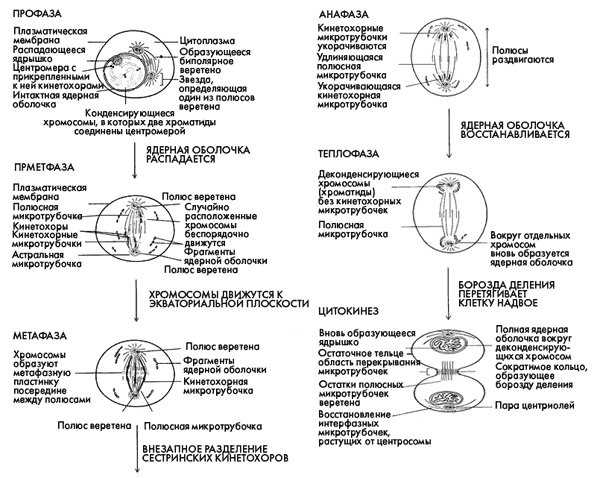 ����� ������ ���������� �������