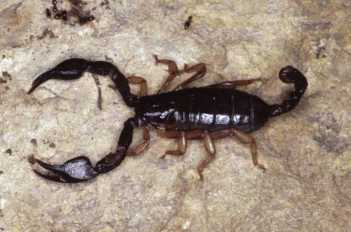 �������� Euscorpius italicus
