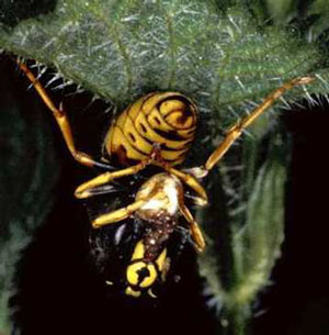 ��� � ������