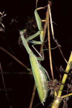 ������� Mantis religiosa