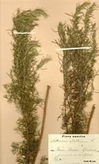 Artemisia abrotanum �� �������� ������