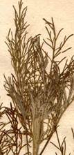 Artemisia abrotanum �� �������� ������