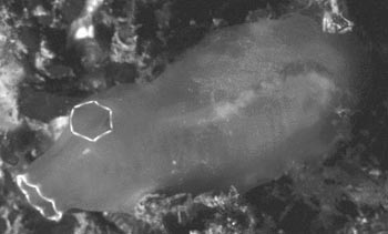 . 12.  Ciona intestinalis,    