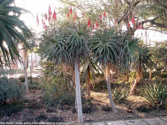  : D:\\Aloe7985-Israel-SdeBoker-2008.jpg