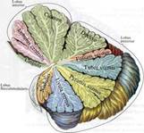 ��������: �������.jpg