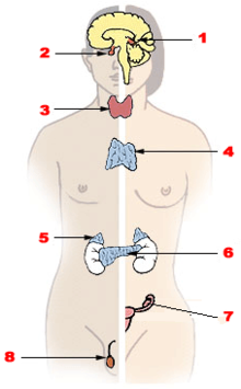 : http://upload.wikimedia.org/wikipedia/commons/thumb/d/da/Illu_endocrine_system.png/220px-Illu_endocrine_system.png