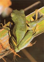 Rhacophorus nigropalmatus