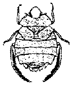   Aphelochirus montandoni (aestivalis) 